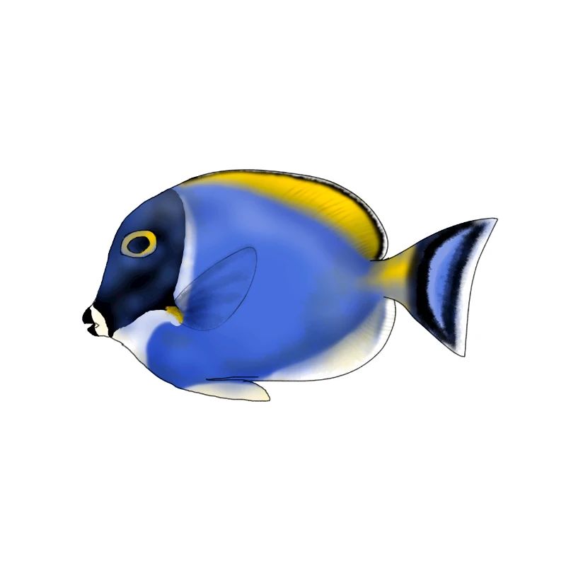 ACANTHURUS LEUCOSTEMON