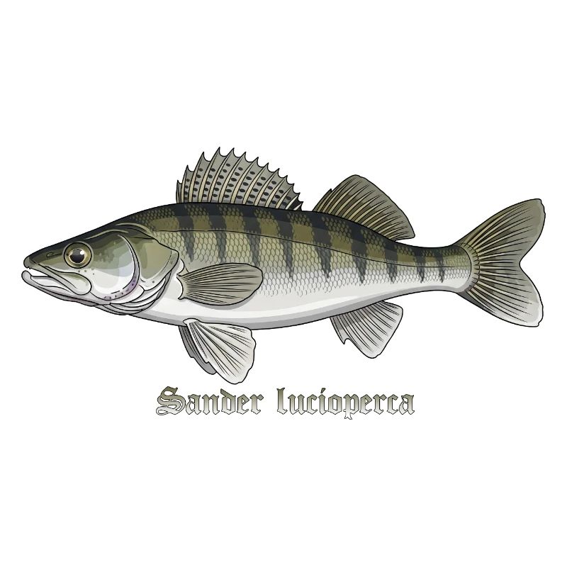Zander Pêche Pêche Poissons Prédateurs