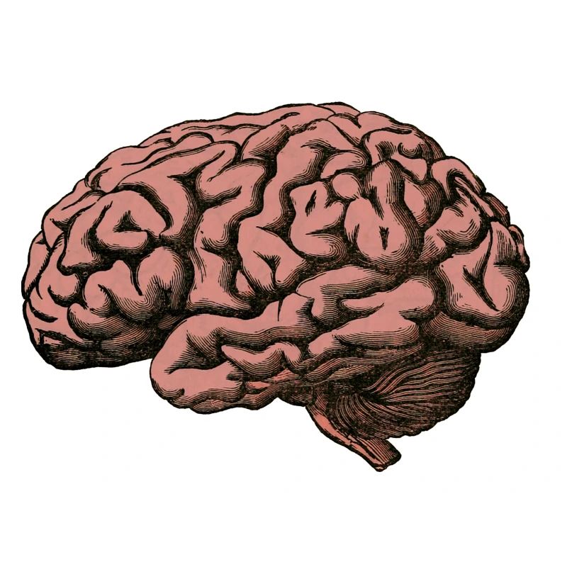 The brain