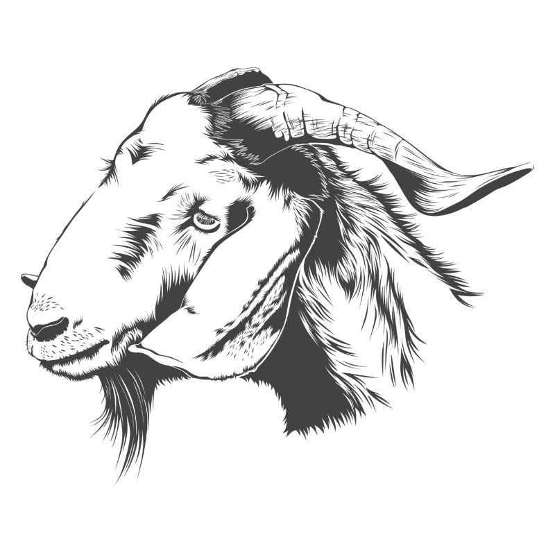La chèvre