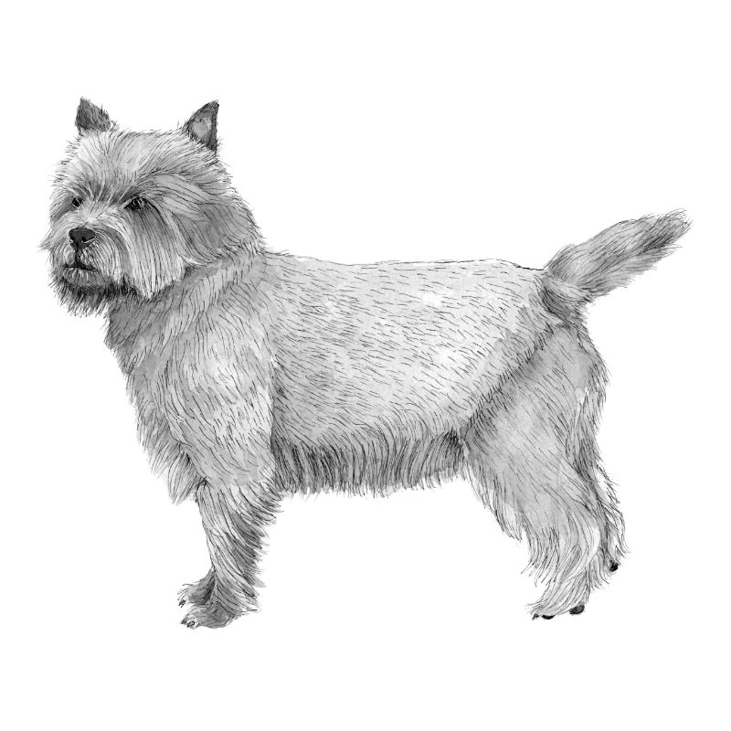 Cairn Terrier