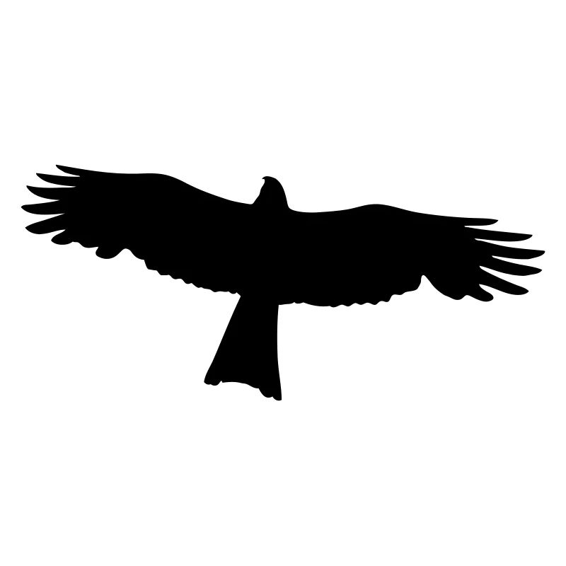 Falke - Raubvogel