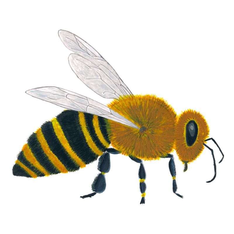 bee