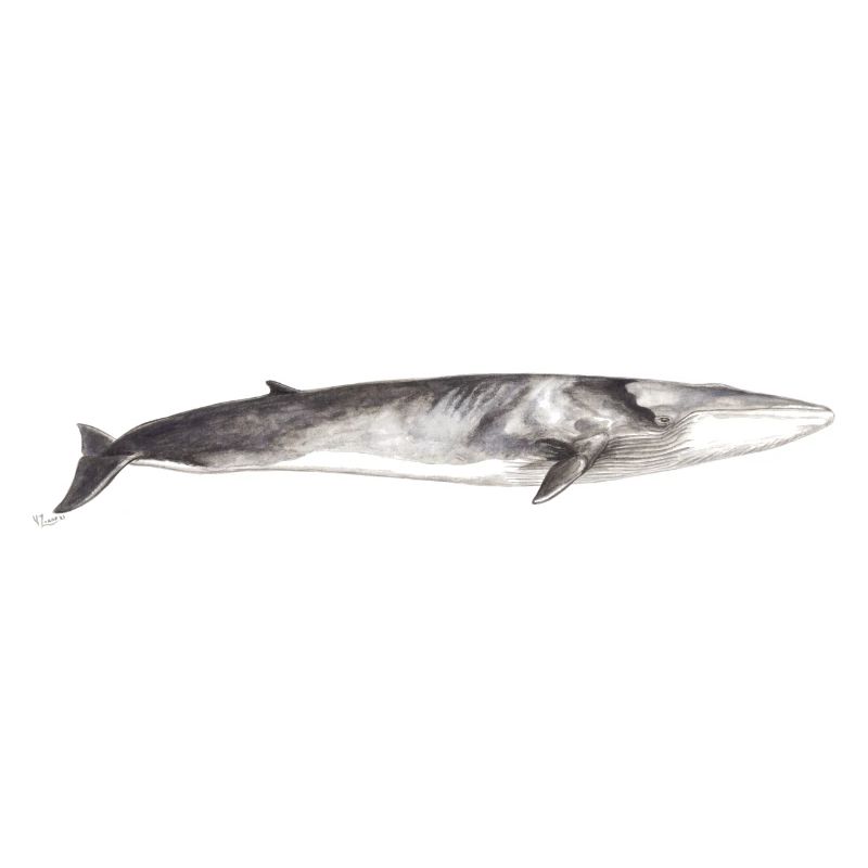 Rorqual commun Balaenoptera physalus