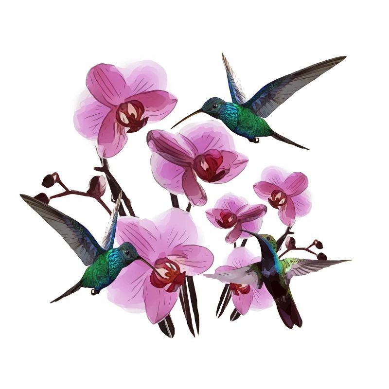 Colibris avec orchidées rose vert