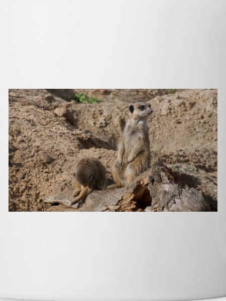 Deux suricates