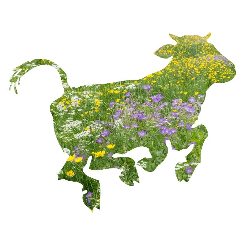 vache
