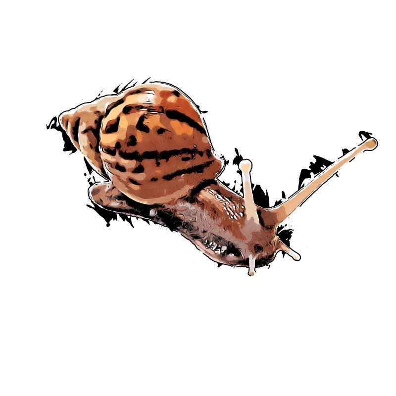 snail - snail