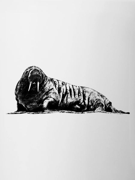 Graphique de morse