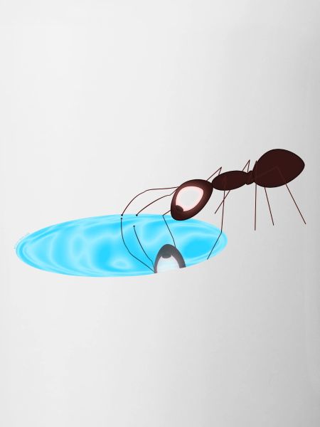 Ant