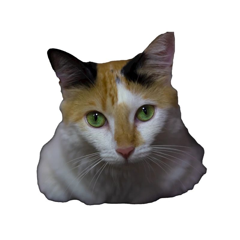 Nina la chatte