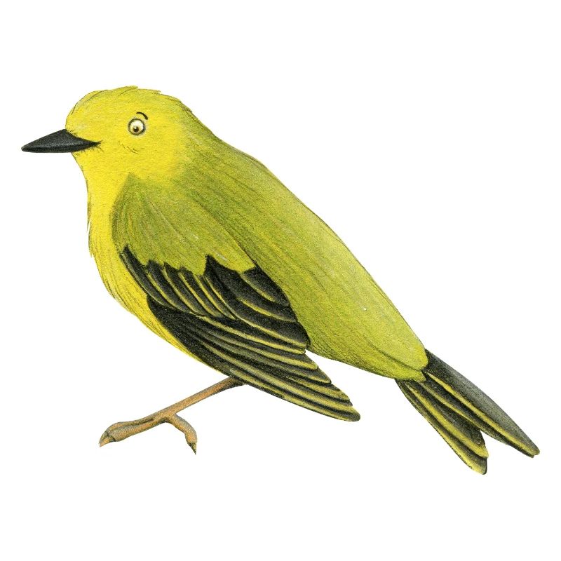 Warbler