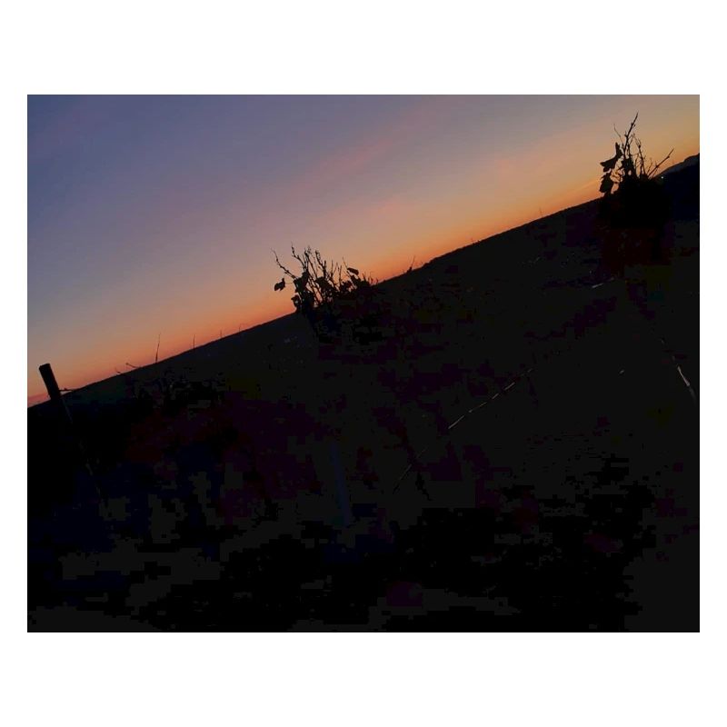 The night