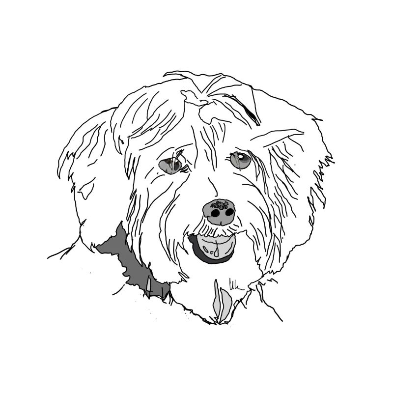 Havanese