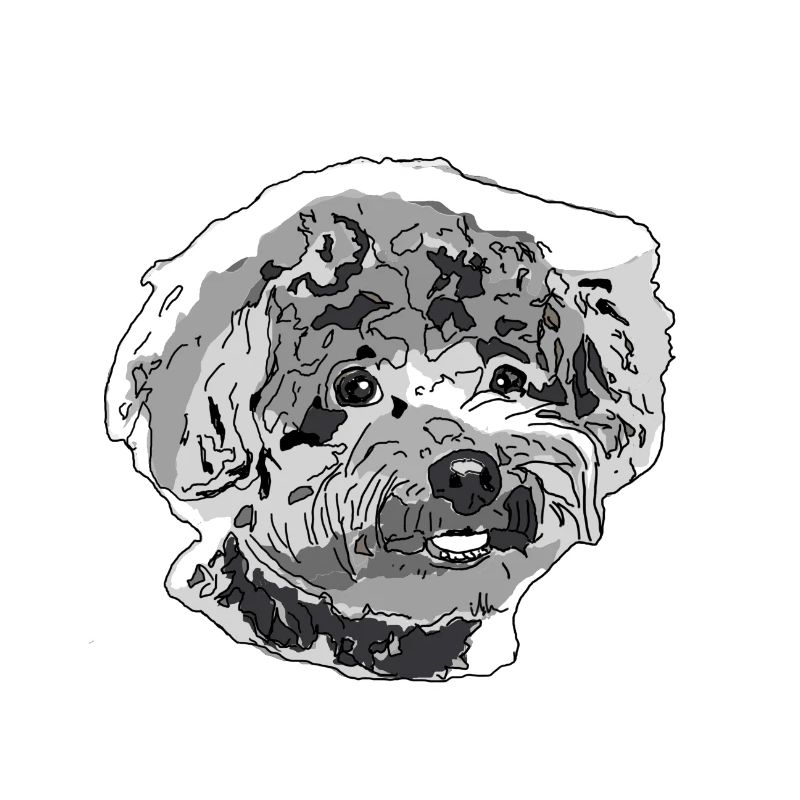 Caniche