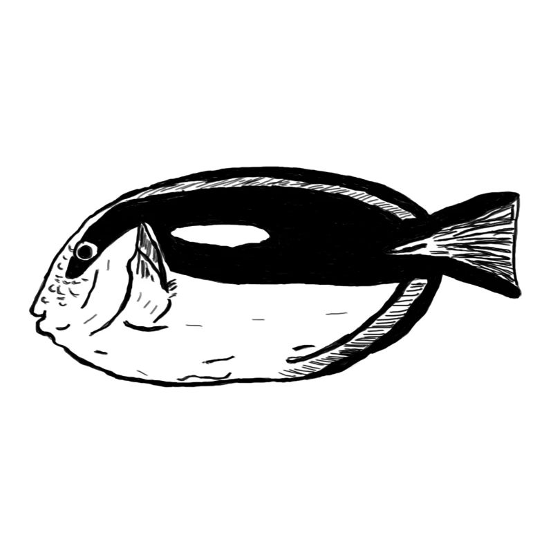 Pallets surgeonfish black