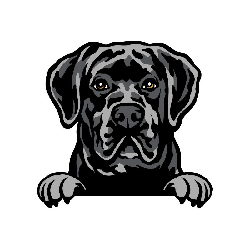 Cane Corso dog