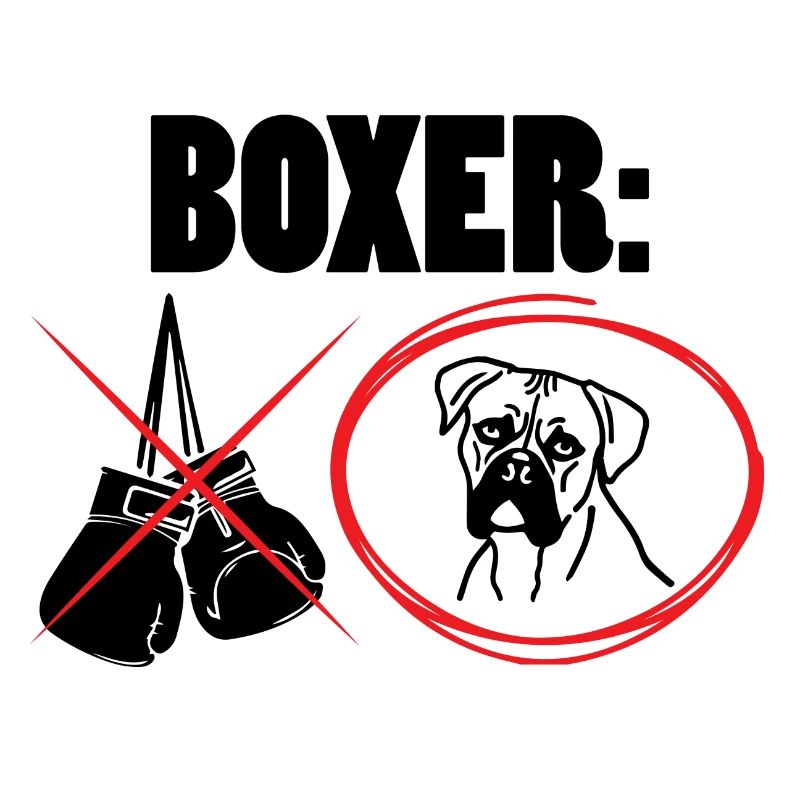 Chien / Boxer: Boxer