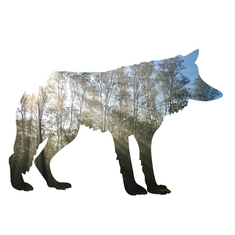wolf im Wald