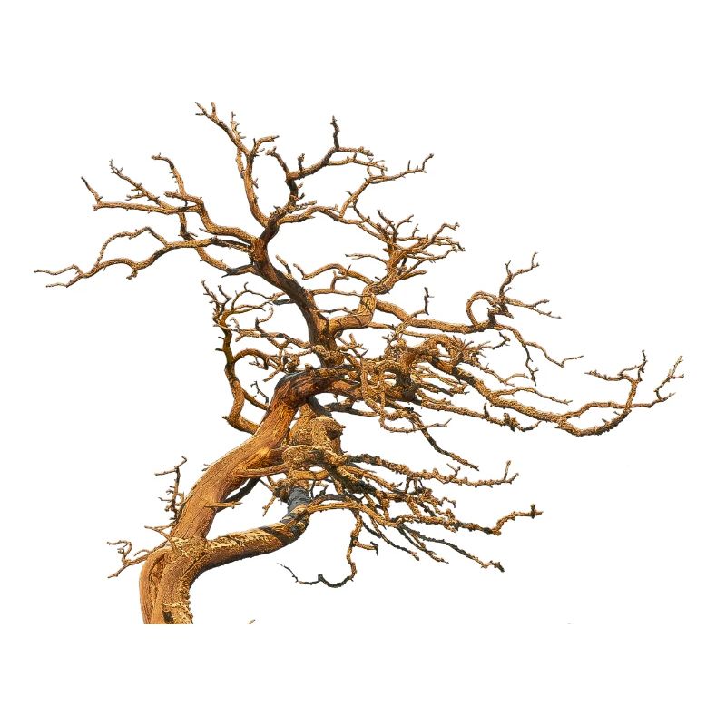 Arbre