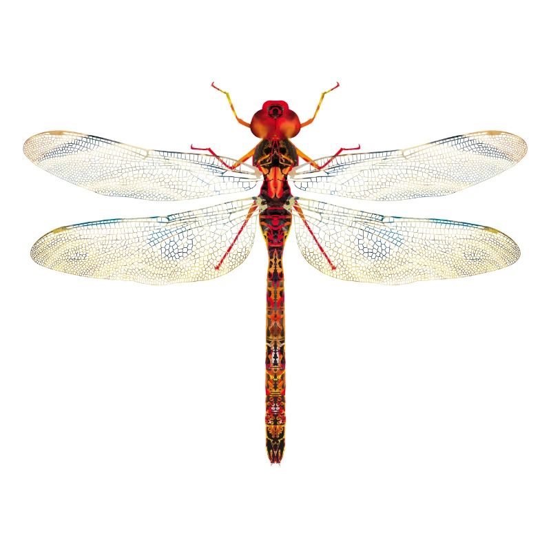 Libellule colorée