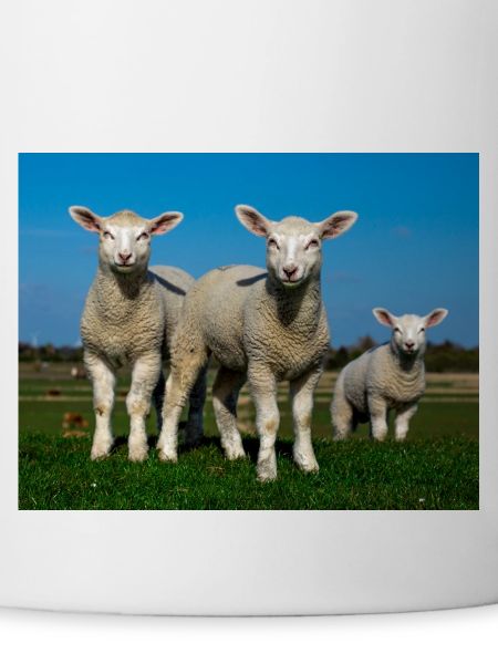 lambs in the pasture