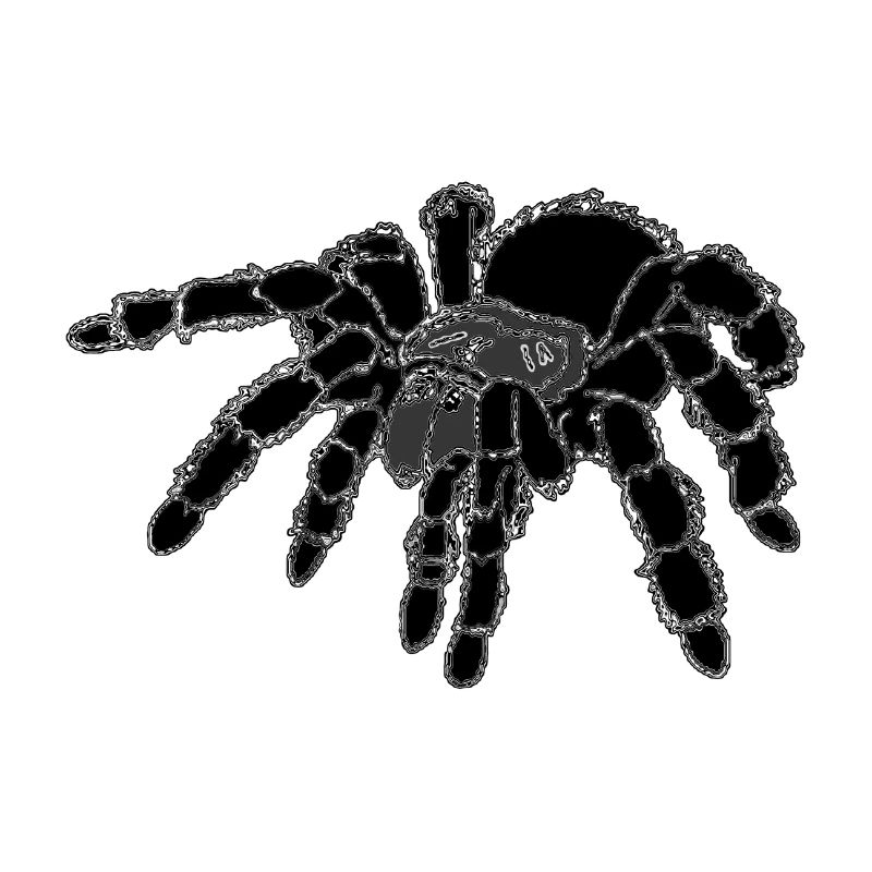 Tarantula, spider, large spider, black