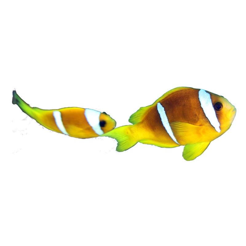 Nemo fishes