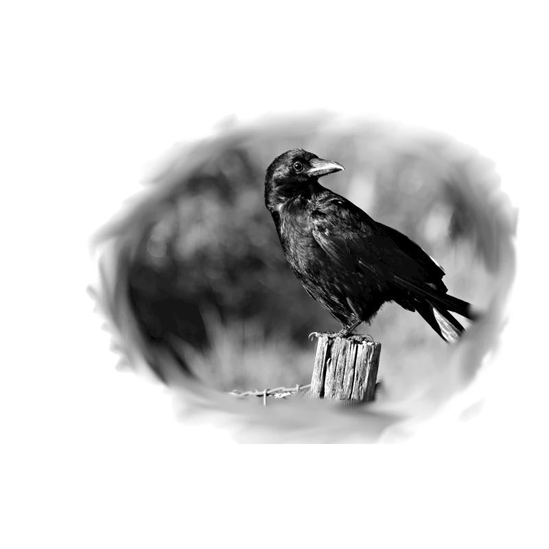 Crow