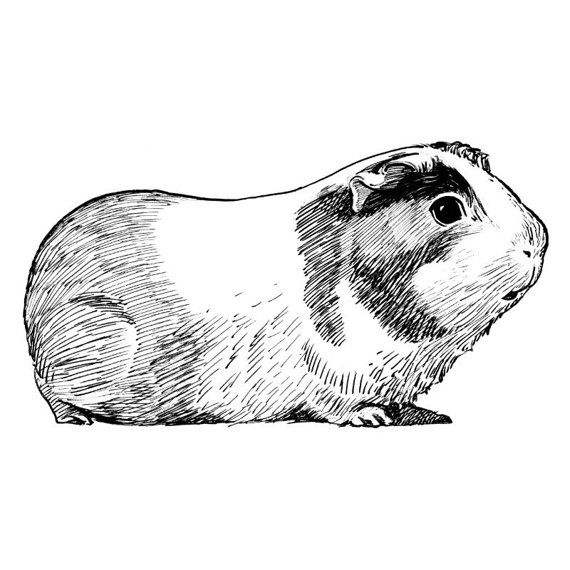 Encre de cochon d'Inde