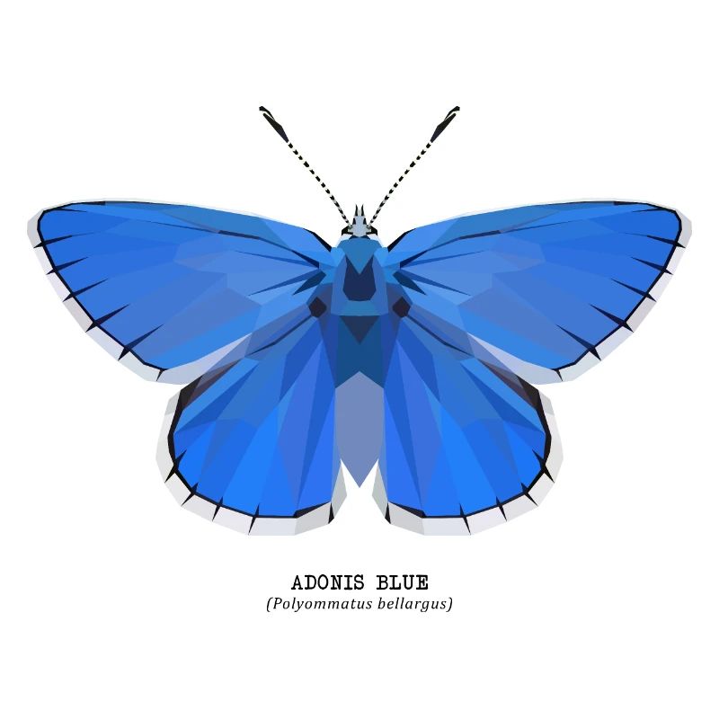 Adonis Bleu
