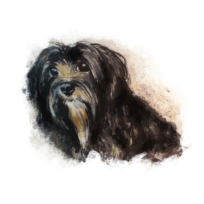 Havanese