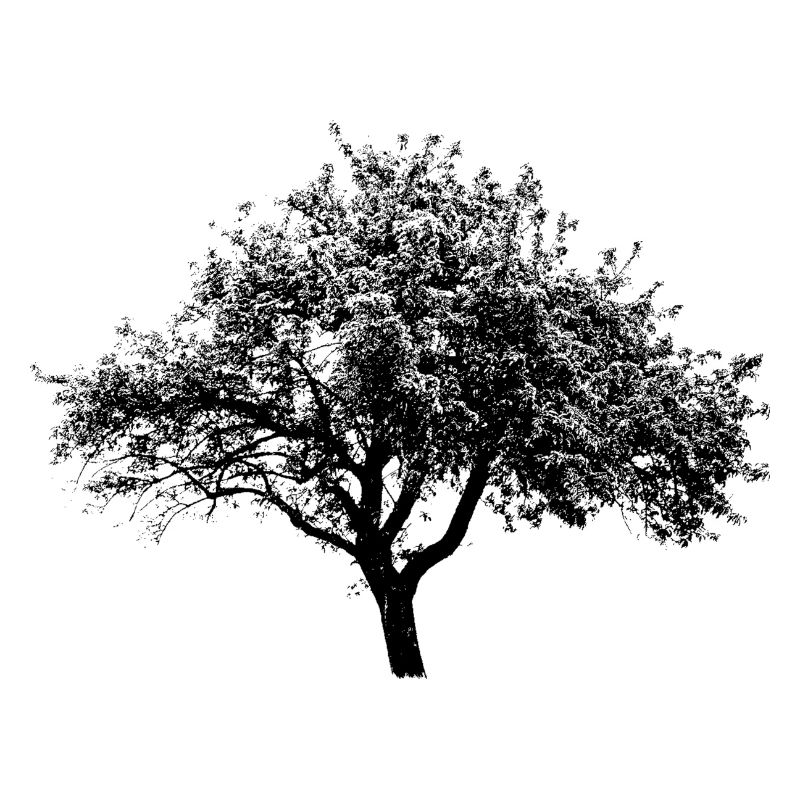 Mein Freund der Baum