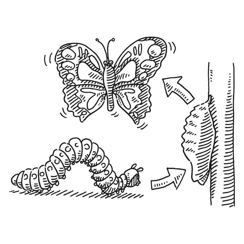 Métamorphose Chenille Pupe Papillon