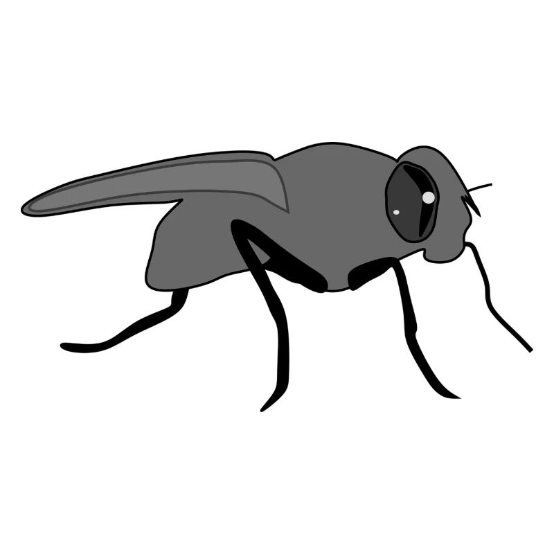Fliege