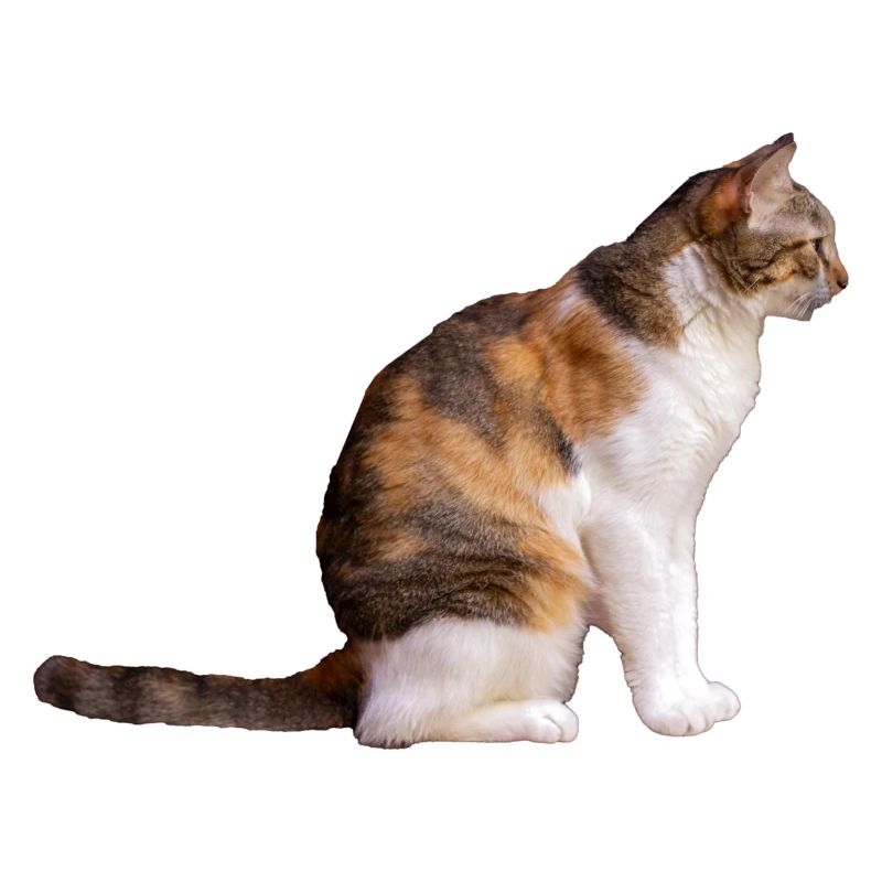 The Cat