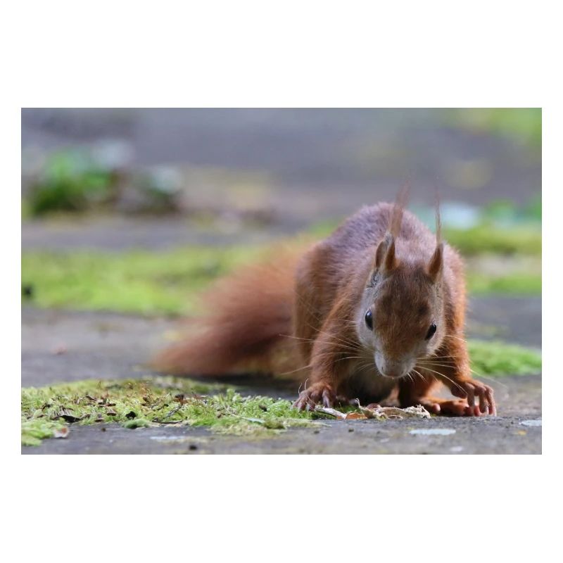 Eichhörnchen