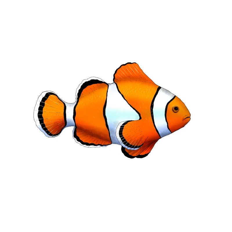 POISSON PAYASO