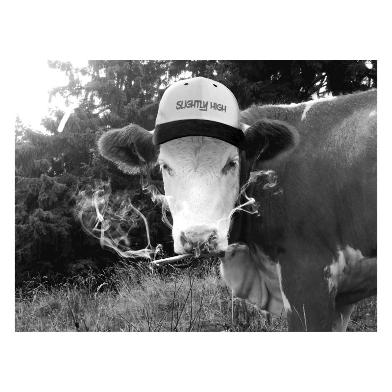 Bekiffte Kuh mit Spliff