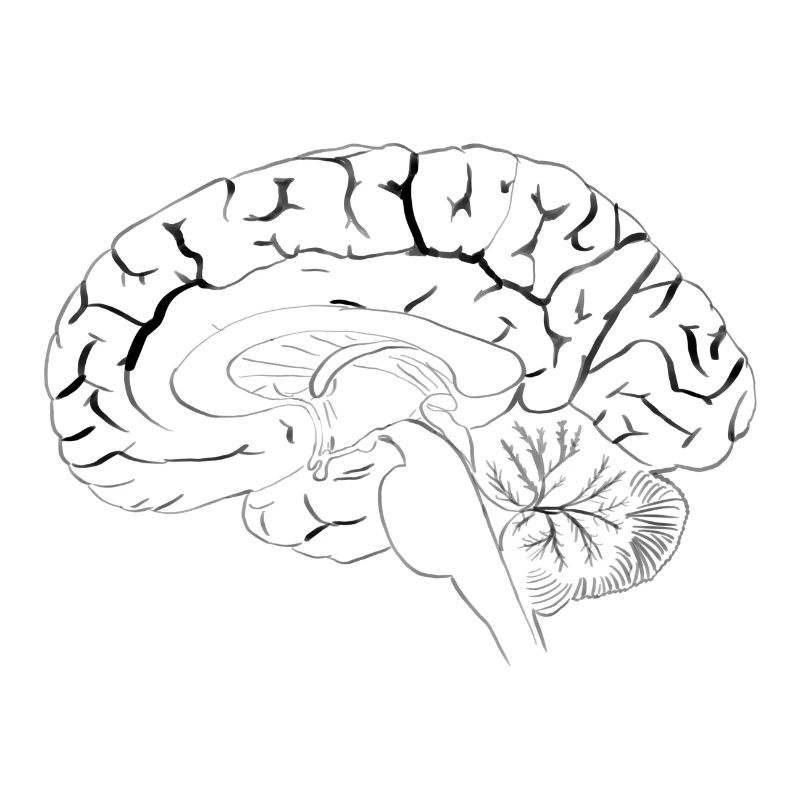 Le cerveau dans la section anatomique