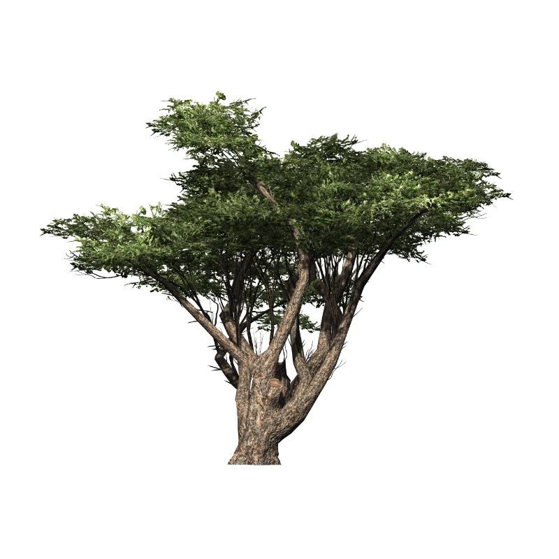 Acacia Arbre Acacia Savane