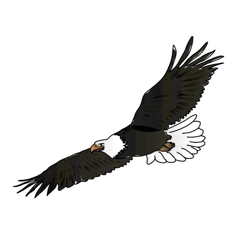 L'aigle / The eagle