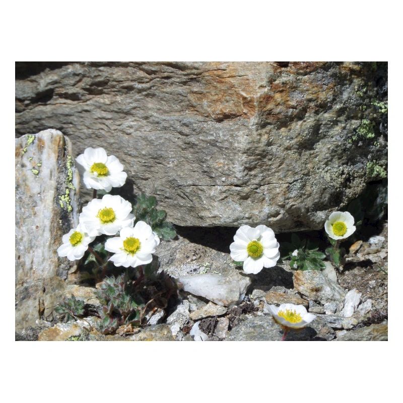 Fleurs alpines