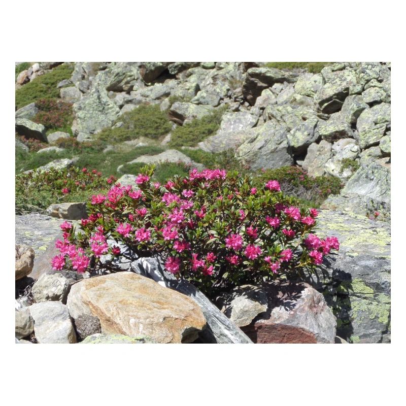 Alpine roses