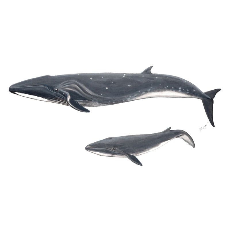 Baleine boréale boréale rorquale
