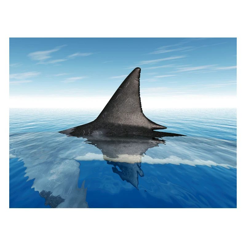 Grand requin blanc