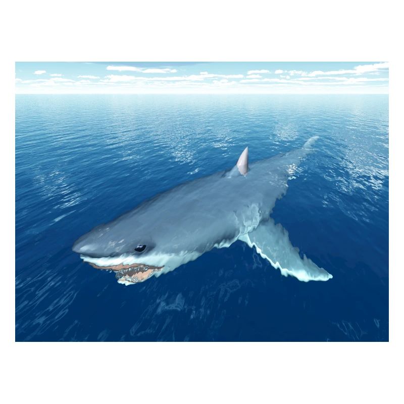Grand requin blanc