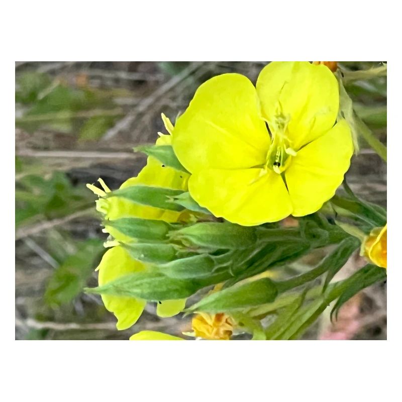 Fleur jaune