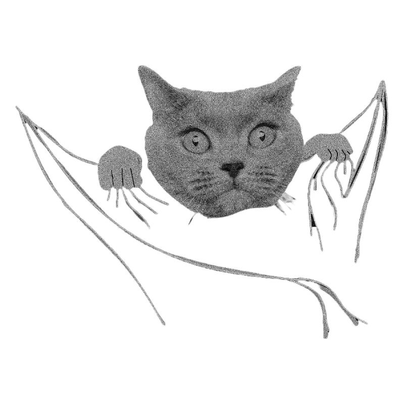 Chat dans votre poche Chat