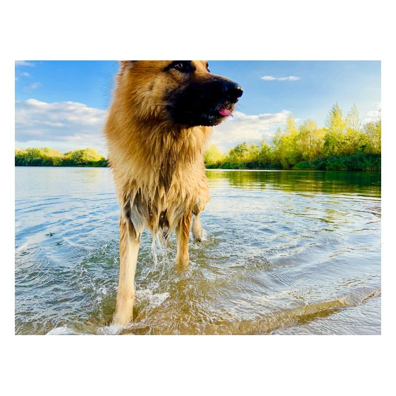 Altdeutscher Schäferhund